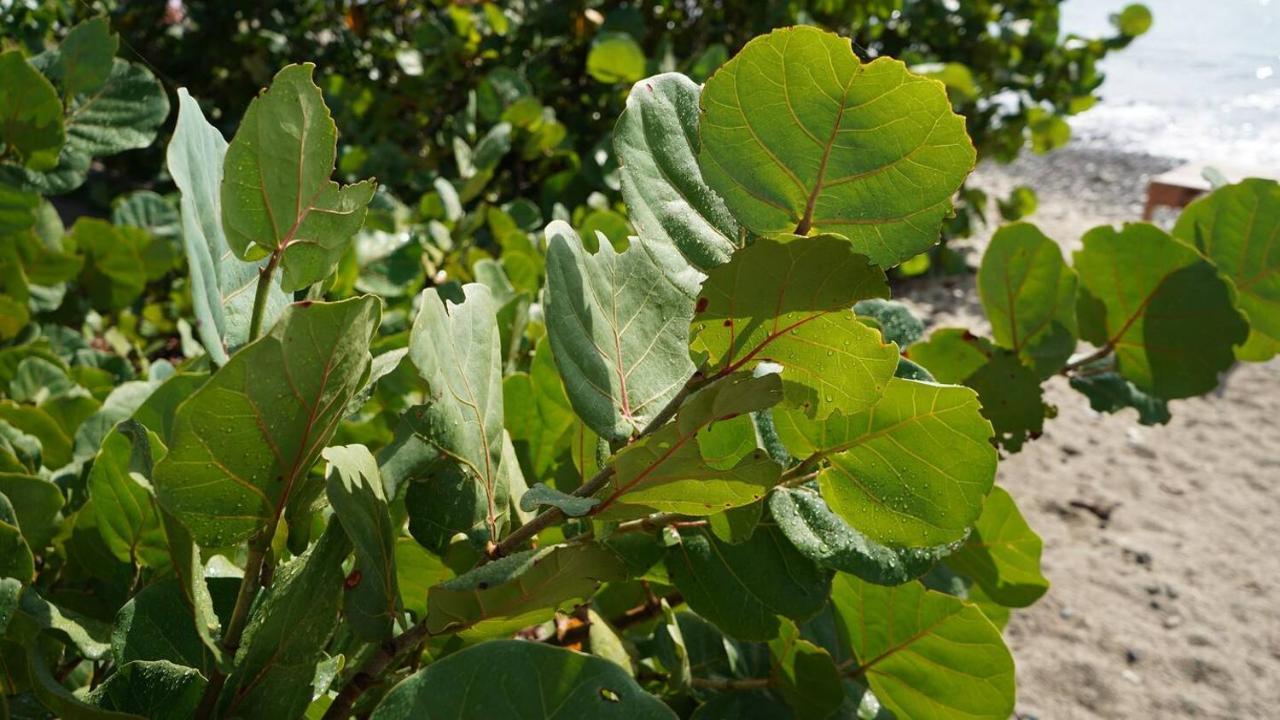 Coqui Beach Home, Culebra 库莱布拉 外观 照片